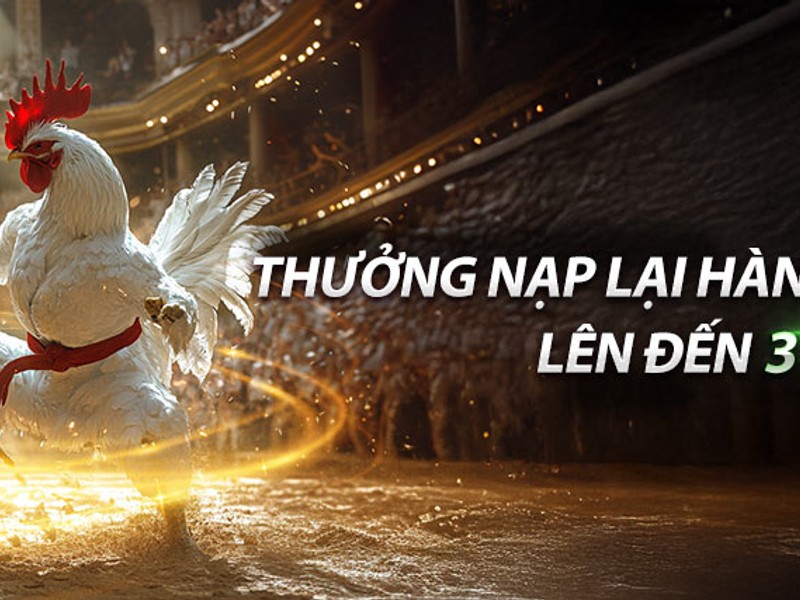 Trọng tài đang kiểm tra cân nặng của gà chiến