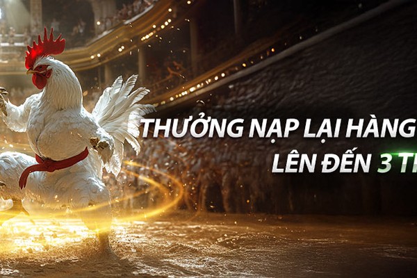 Phát sóng trực tiếp đá gà chất lượng cao