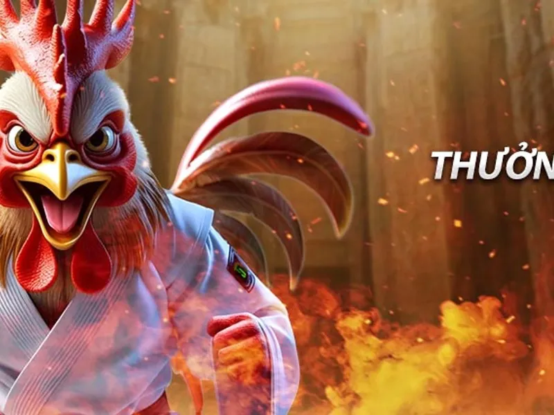 Gà chiến thắng đang ăn mừng trên sân đấu