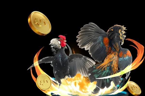 Giống gà và phong cách chiến đấu