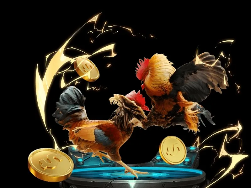 Gà Chọi Đòn Việt Nam